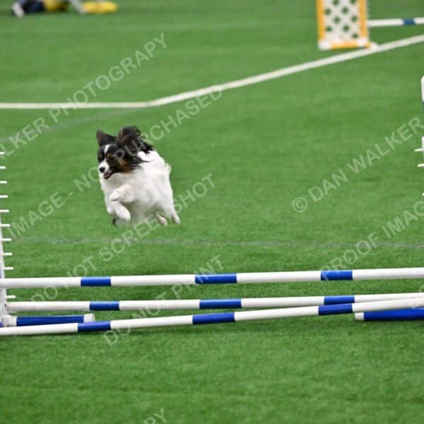 Sparky-Denise-Schneider-07802