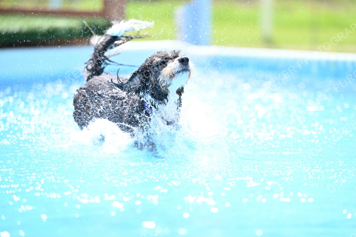 Dukes-5-17-25-01517_11826 PM