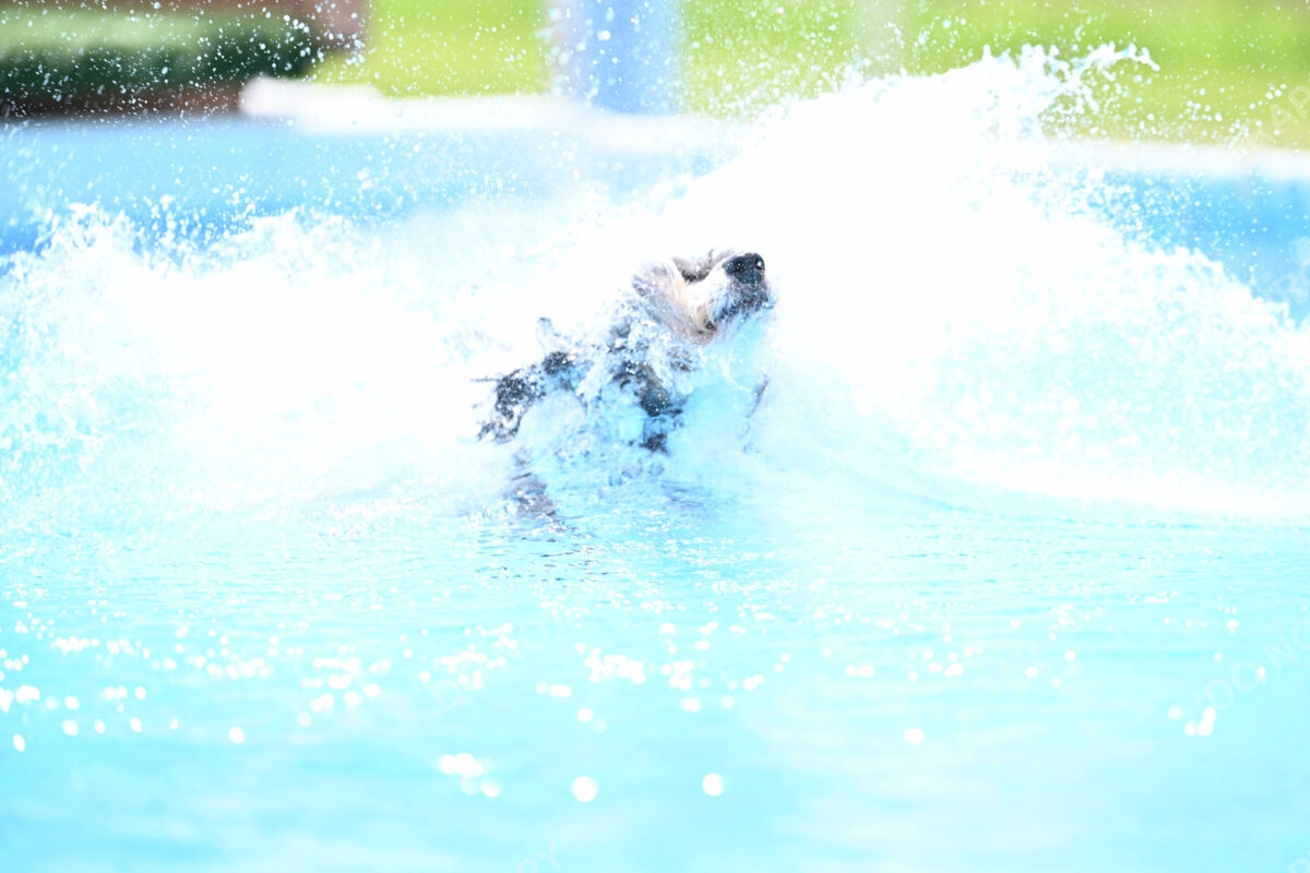 Dukes-5-17-25-01518_11826 PM