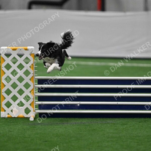 Lincoln-Clark-Hollada-13698