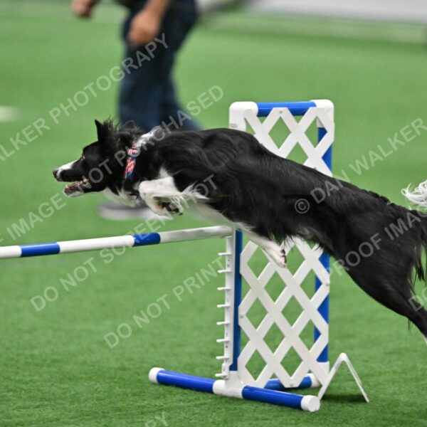 Lincoln-Clark-Hollada-13705