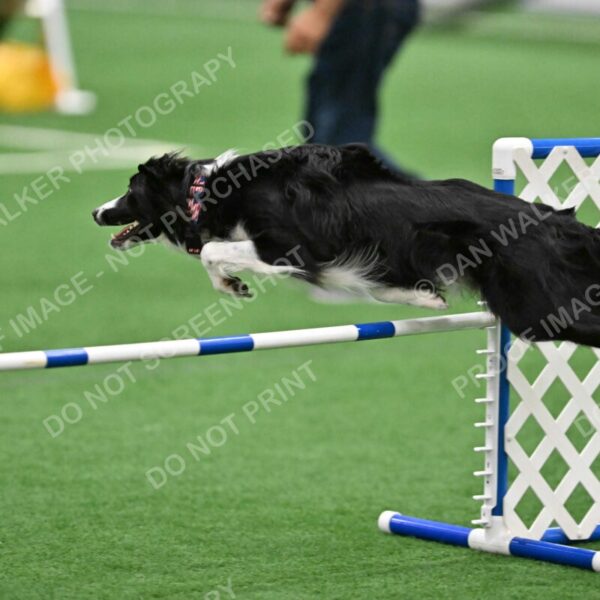 Lincoln-Clark-Hollada-13706