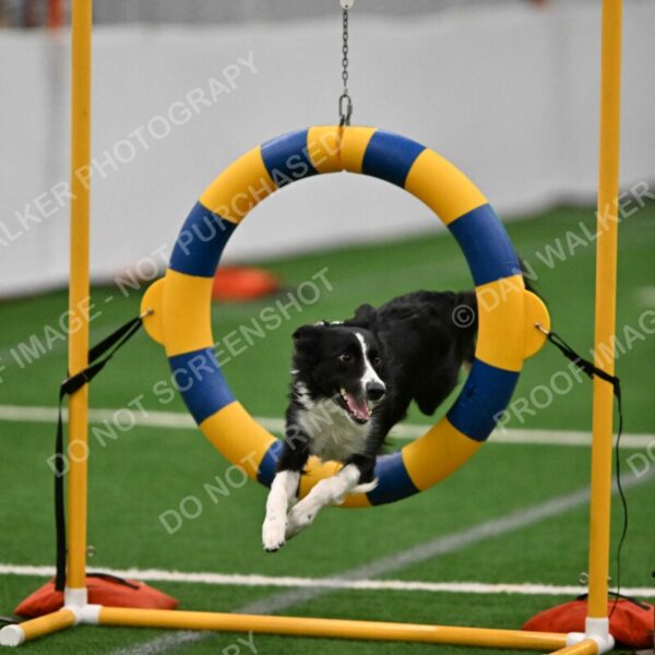 Lincoln-Clark-Hollada-13719