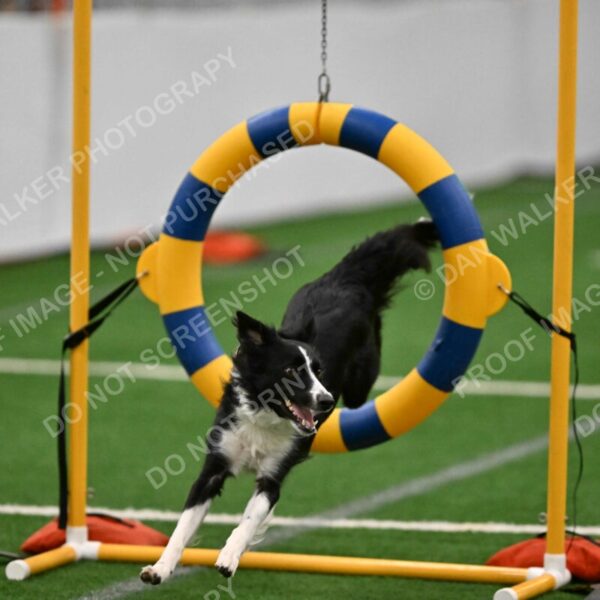 Lincoln-Clark-Hollada-13720