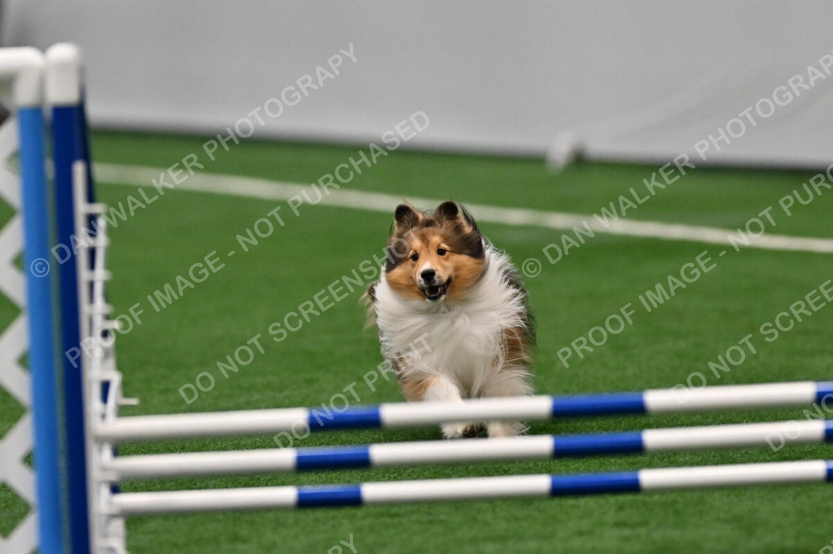 Ziggy-Marybeth-P-Bell-13272