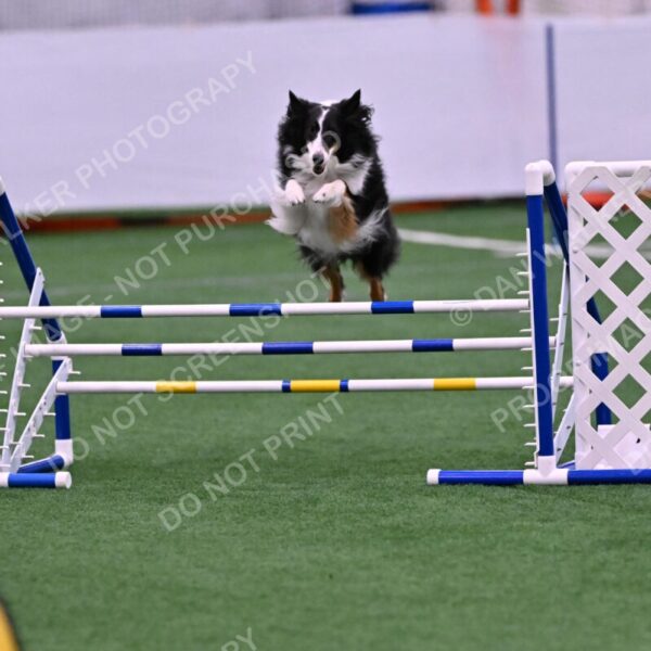 Ajax-John-Lathem-03491