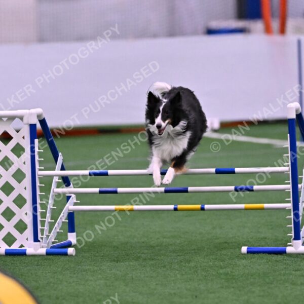 Ajax-John-Lathem-03493