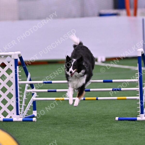 Ajax-John-Lathem-03494