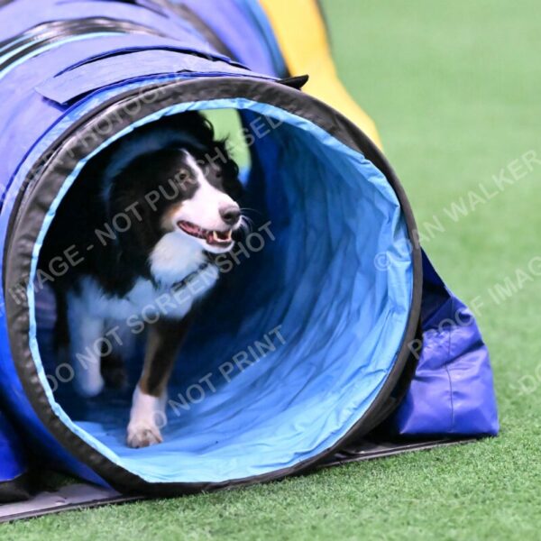 Ajax-John-Lathem-03501