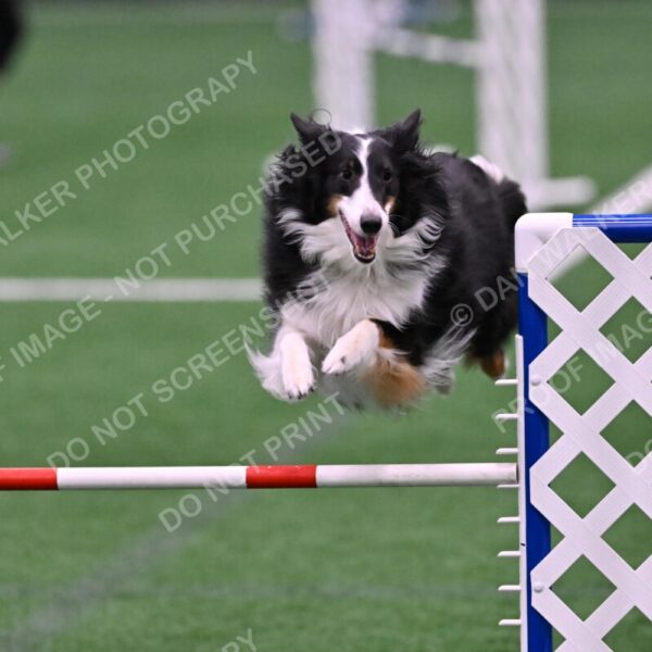 Ajax-John-Lathem-03506