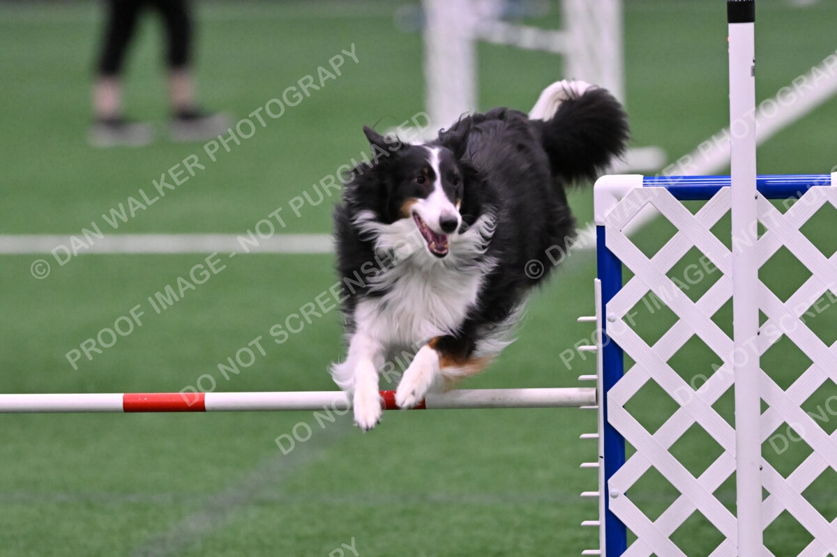 Ajax-John-Lathem-03507