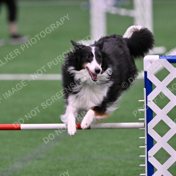 Ajax-John-Lathem-03507