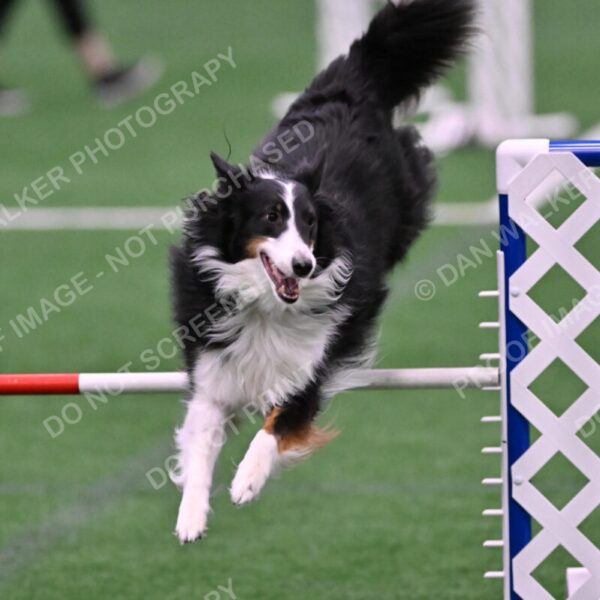 Ajax-John-Lathem-03508