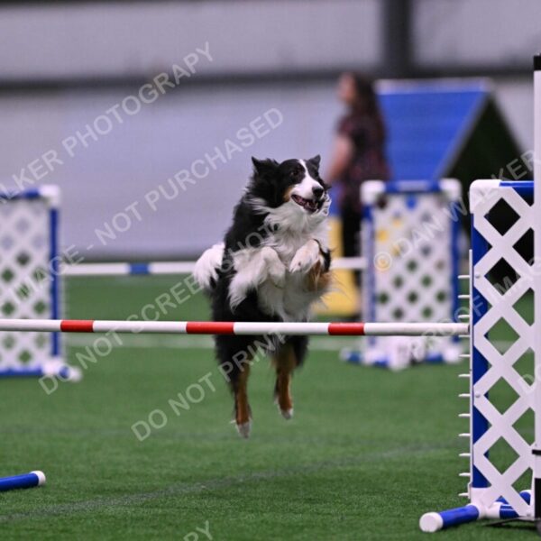 Ajax-John-Lathem-03522