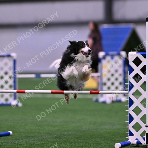 Ajax-John-Lathem-03523