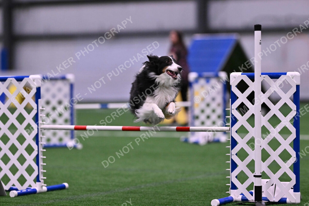 Ajax-John-Lathem-03524