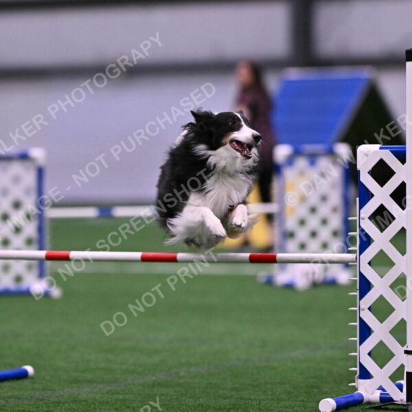 Ajax-John-Lathem-03524