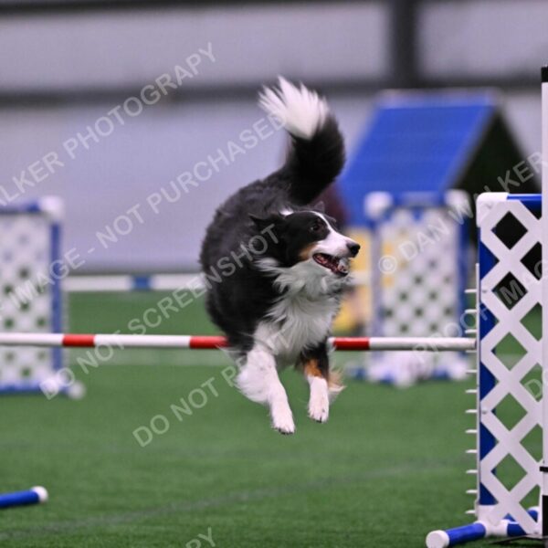 Ajax-John-Lathem-03526