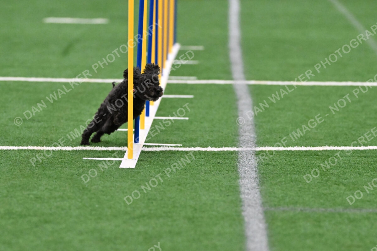 Aweggie-Kay-Rackley-01064