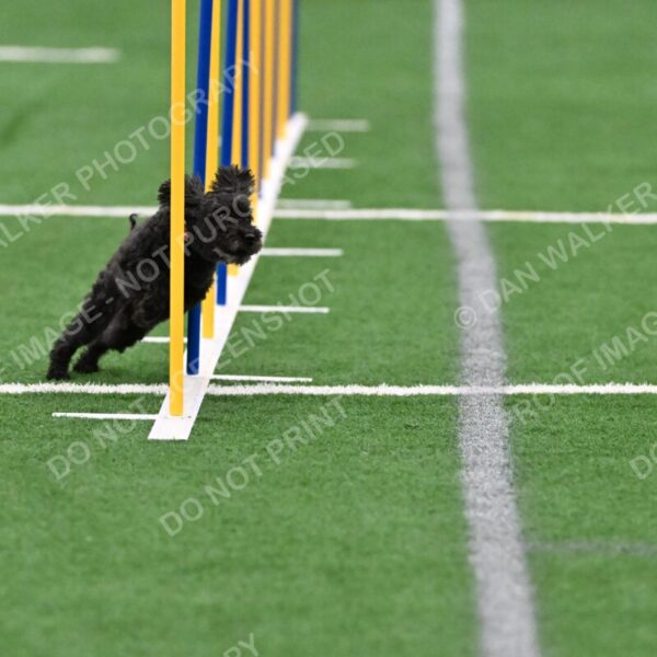 Aweggie-Kay-Rackley-01064