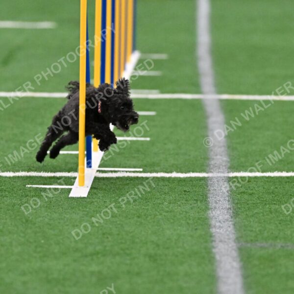 Aweggie-Kay-Rackley-01065