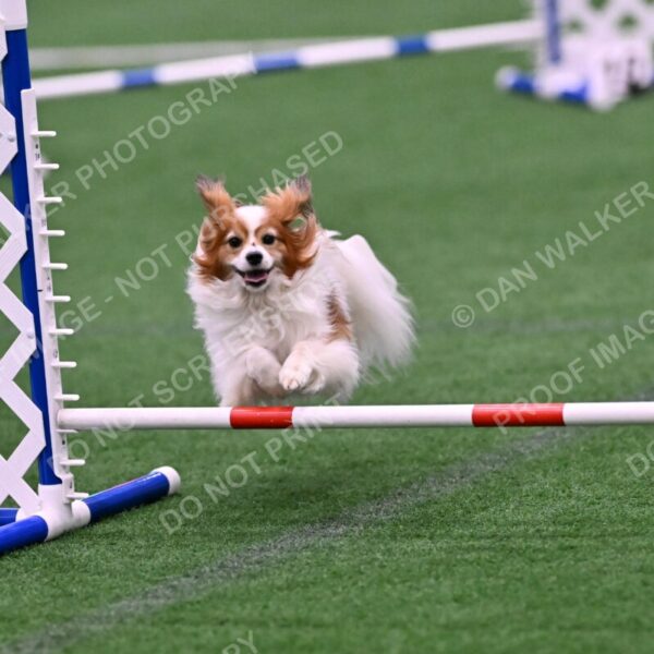 Boomer-Ramona-Cartwright-00079