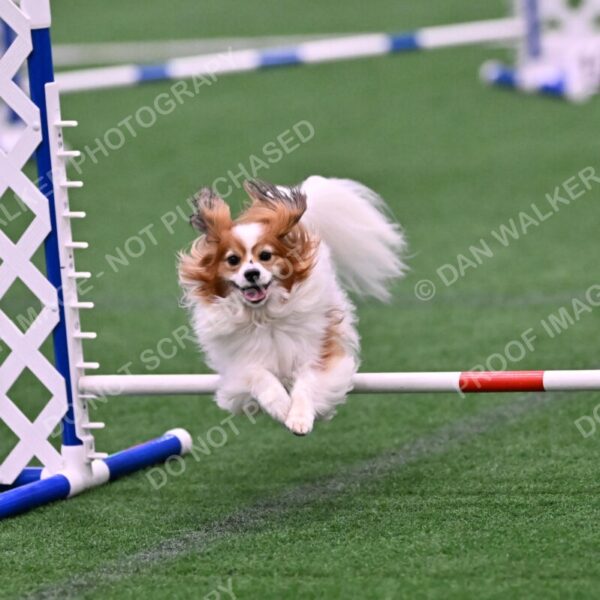 Boomer-Ramona-Cartwright-00080