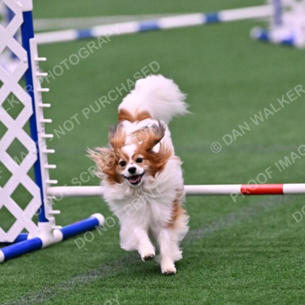 Boomer-Ramona-Cartwright-00081