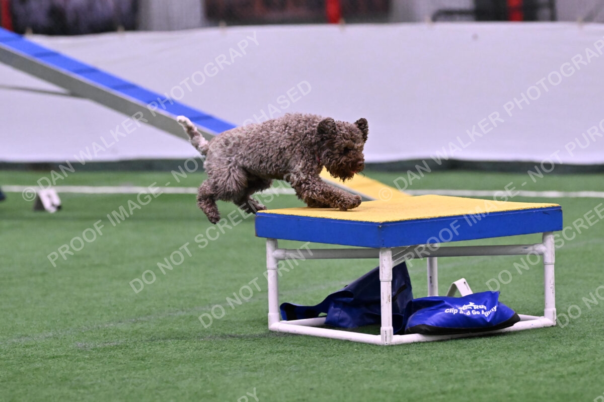 BuZzy-Deborah-Kaufman-08729