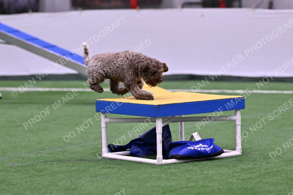 BuZzy-Deborah-Kaufman-08730