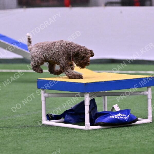 BuZzy-Deborah-Kaufman-08730