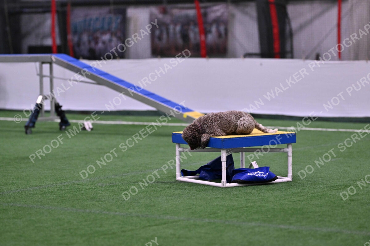 BuZzy-Deborah-Kaufman-08731