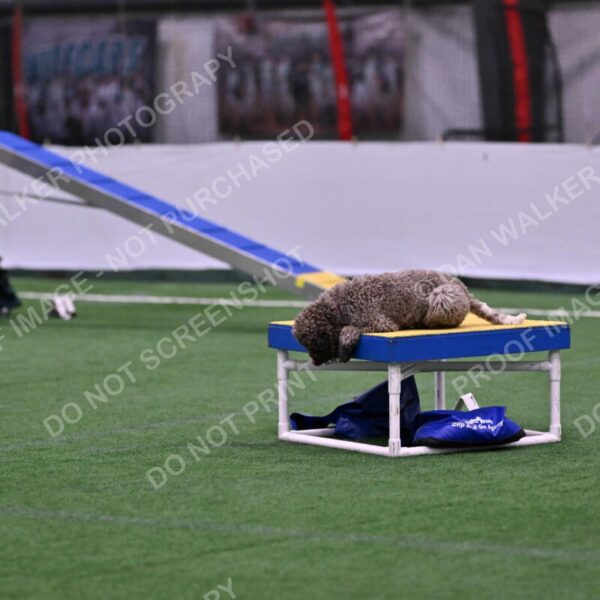 BuZzy-Deborah-Kaufman-08731