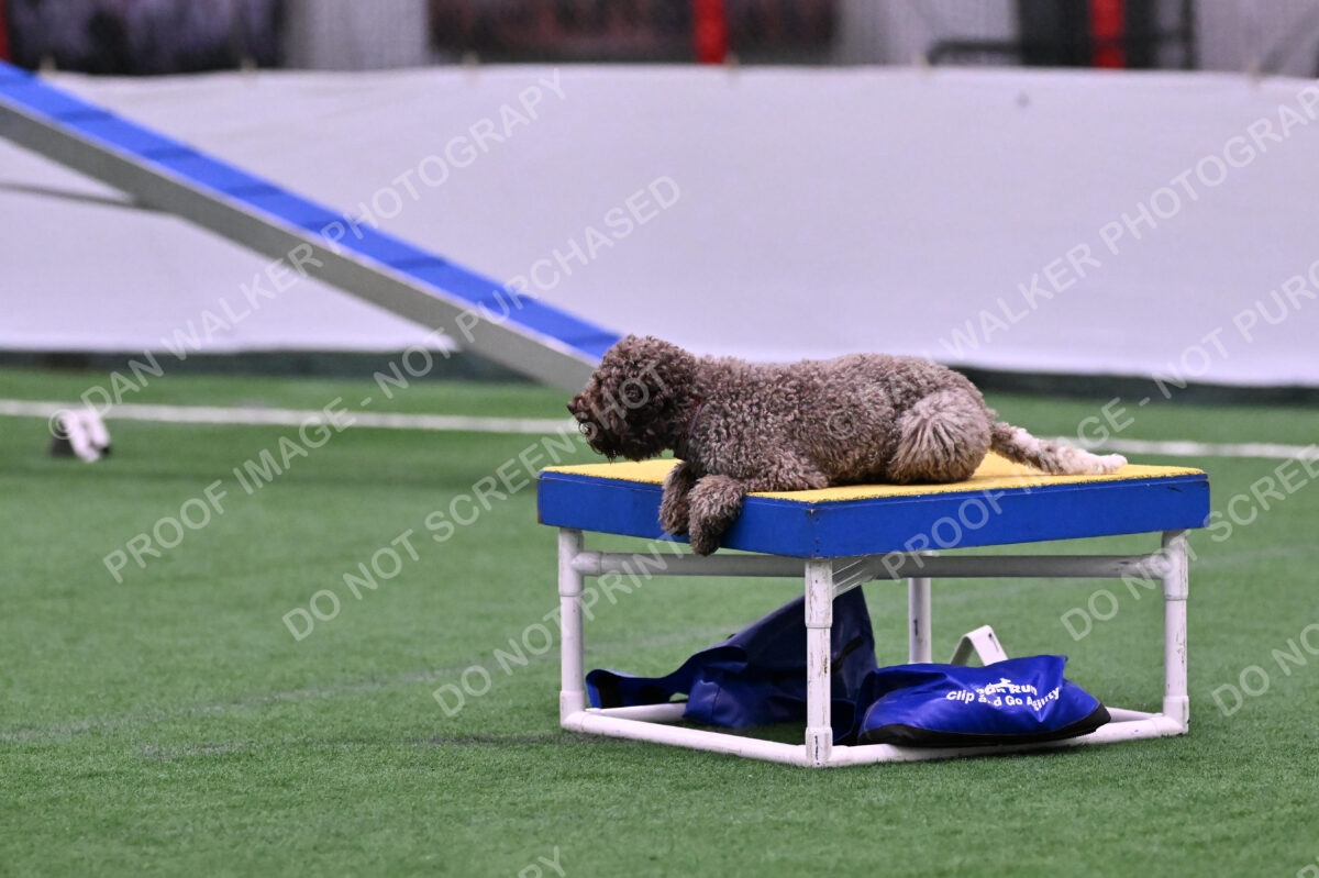 BuZzy-Deborah-Kaufman-08734