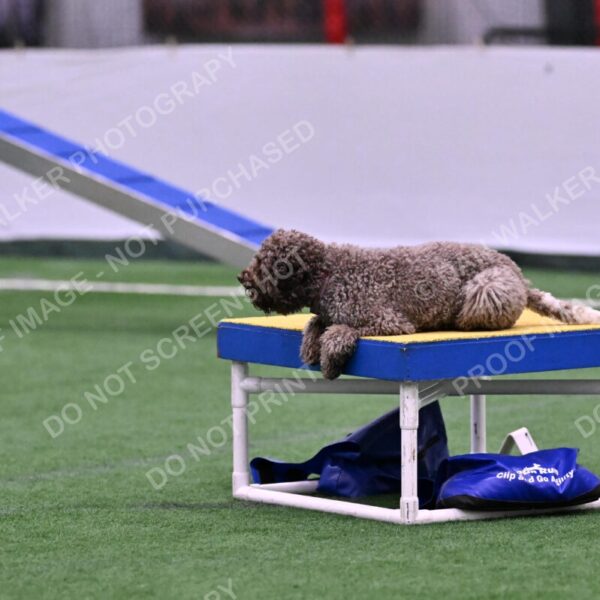 BuZzy-Deborah-Kaufman-08734