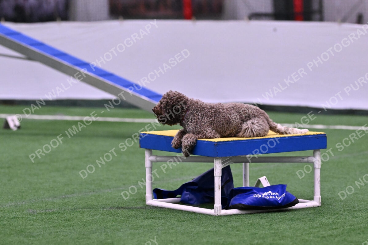 BuZzy-Deborah-Kaufman-08736