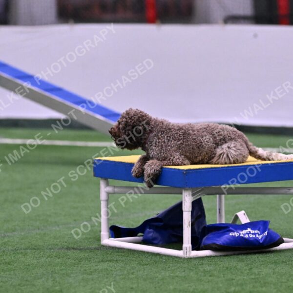 BuZzy-Deborah-Kaufman-08736