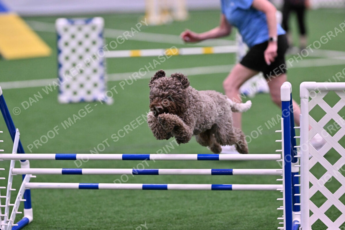 BuZzy-Deborah-Kaufman-08740