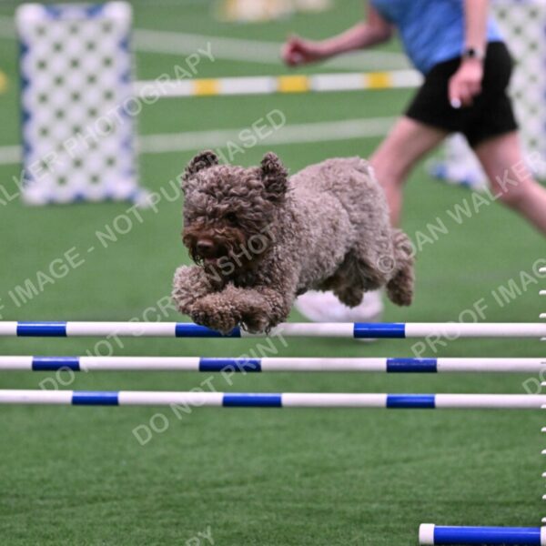 BuZzy-Deborah-Kaufman-08741