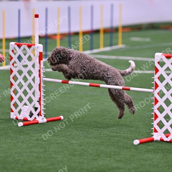 BuZzy-Deborah-Kaufman-08742