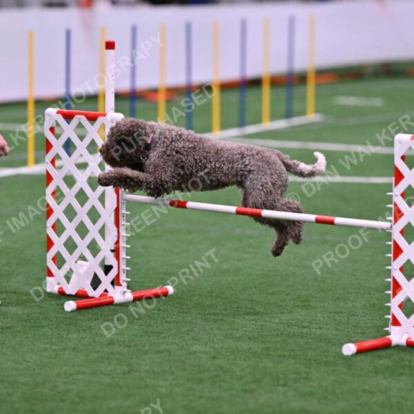 BuZzy-Deborah-Kaufman-08743