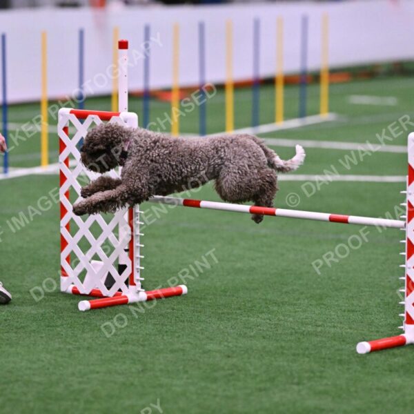 BuZzy-Deborah-Kaufman-08744