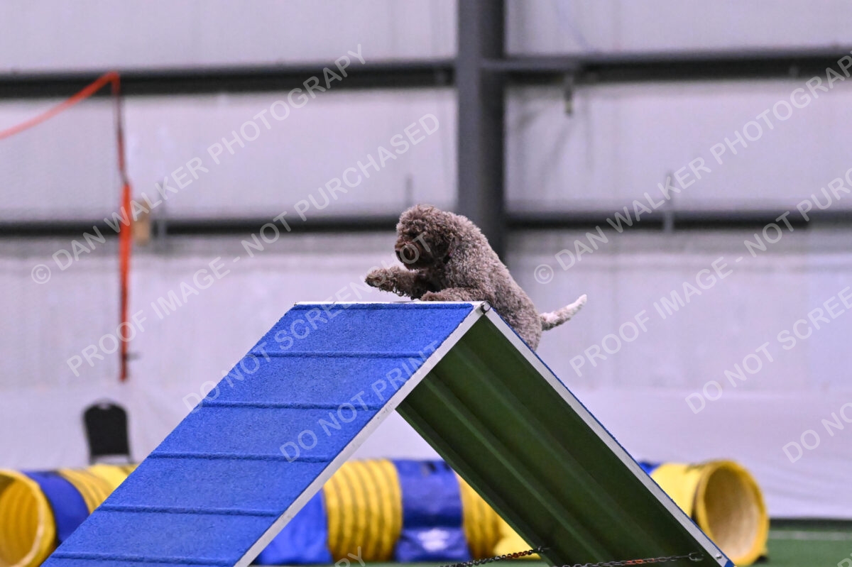 BuZzy-Deborah-Kaufman-08745