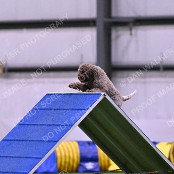 BuZzy-Deborah-Kaufman-08745