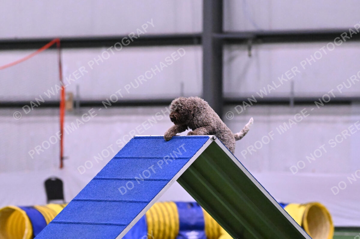 BuZzy-Deborah-Kaufman-08746