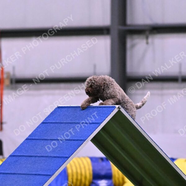 BuZzy-Deborah-Kaufman-08746