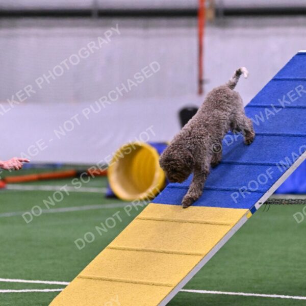 BuZzy-Deborah-Kaufman-08755