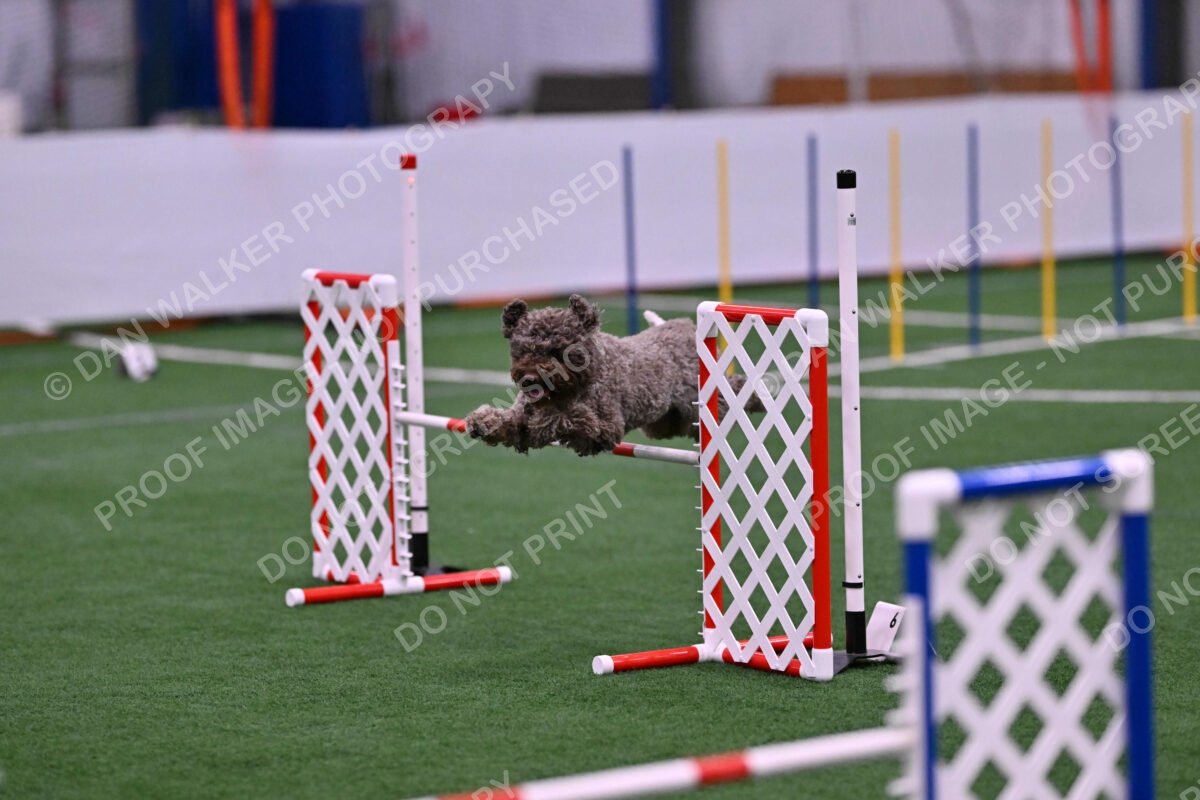 BuZzy-Deborah-Kaufman-08756