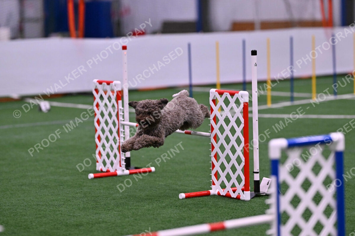 BuZzy-Deborah-Kaufman-08757