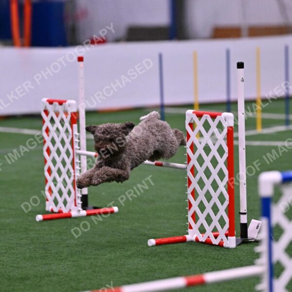 BuZzy-Deborah-Kaufman-08757